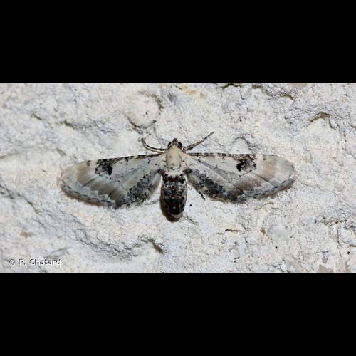 <i>Eupithecia centaureata</i> (Denis & Schiffermüller, 1775) © P. Chatard