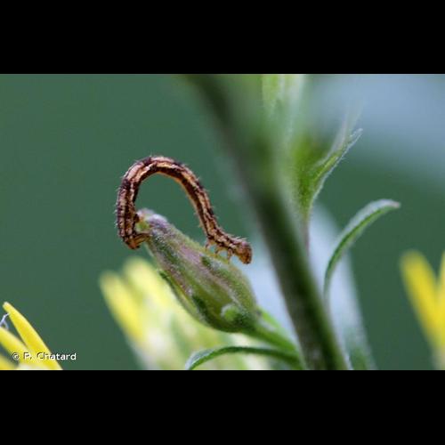 <i>Eupithecia absinthiata</i> (Clerck, 1759) &copy; P. Chatard