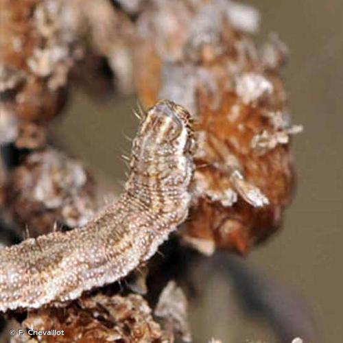 <i>Eupithecia icterata</i> (Villers, 1789) &copy; F. Chevaillot