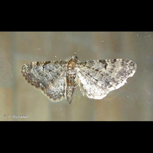 <i>Eupithecia subfuscata</i> (Haworth, 1809) © F. Michalke