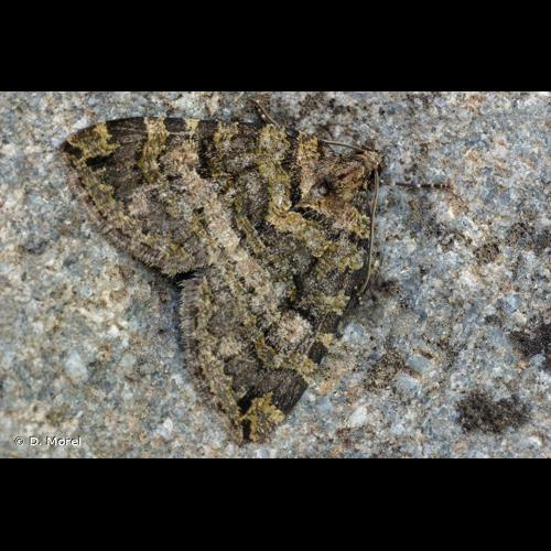 <i>Hydriomena furcata</i> (Thunberg & Borgström, 1784) &copy; D. Morel