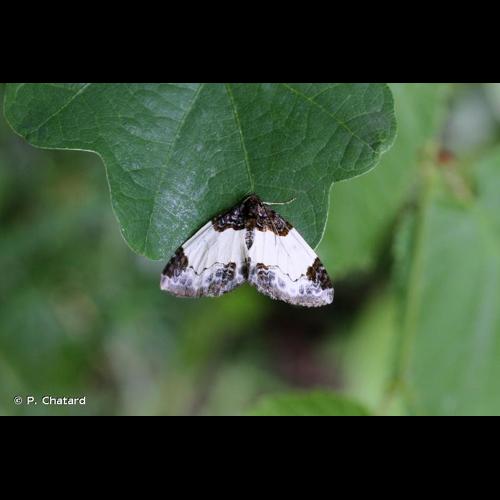 <i>Mesoleuca albicillata</i> (Linnaeus, 1758) &copy; P. Chatard