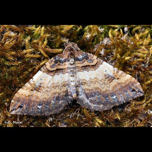 <i>Earophila badiata</i> (Denis & Schiffermüller, 1775) &copy; D. Morel