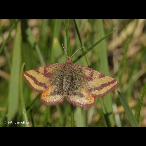 <i>Lythria plumularia</i> (Freyer, 1831) &copy; J-P. Lamoline