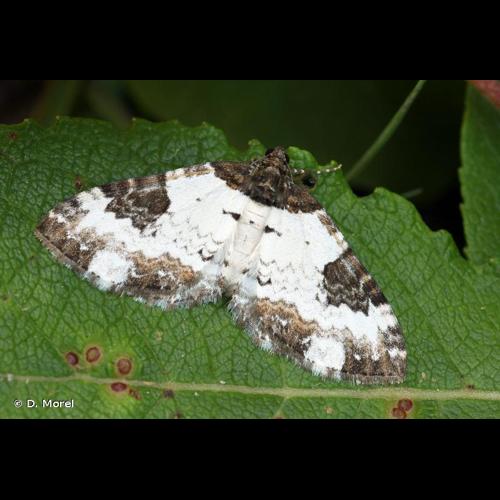<i>Melanthia procellata</i> (Denis & Schiffermüller, 1775) © D. Morel