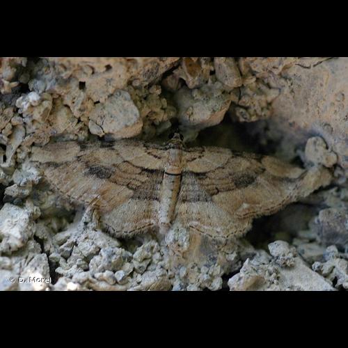 <i>Horisme tersata</i> (Denis & Schiffermüller, 1775) &copy; D. Morel