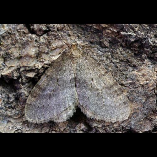 <i>Operophtera brumata</i> (Linnaeus, 1758) © D. Morel