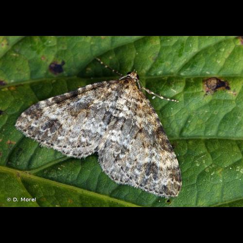 <i>Mesotype didymata</i> (Linnaeus, 1758) &copy; D. Morel