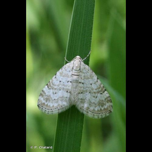 <i>Perizoma albulata</i> (Denis & Schiffermüller, 1775) © P. Chatard