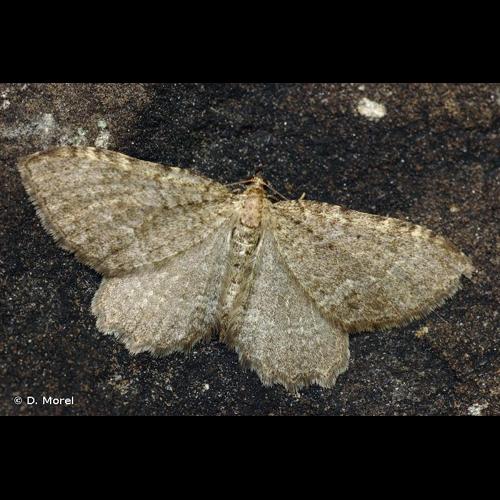 <i>Philereme vetulata</i> (Denis & Schiffermüller, 1775) &copy; D. Morel