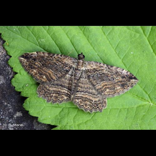 <i>Philereme transversata</i> (Hufnagel, 1767) &copy; D. Morel