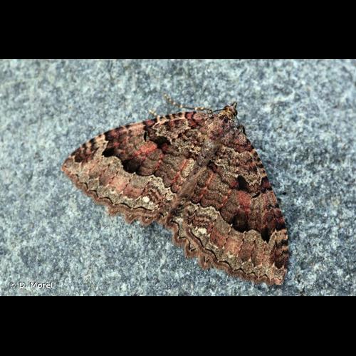 <i>Triphosa dubitata</i> (Linnaeus, 1758) &copy; D. Morel