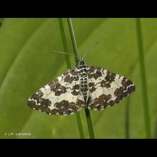<i>Rheumaptera hastata</i> (Linnaeus, 1758) &copy; J-P. Lamoline