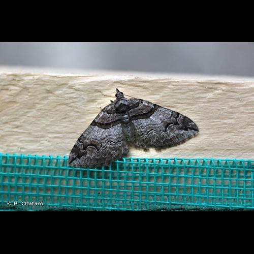 <i>Pareulype berberata</i> (Denis & Schiffermüller, 1775) &copy; P. Chatard