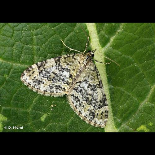 <i>Acasis viretata</i> (Hübner, 1799) &copy; D. Morel