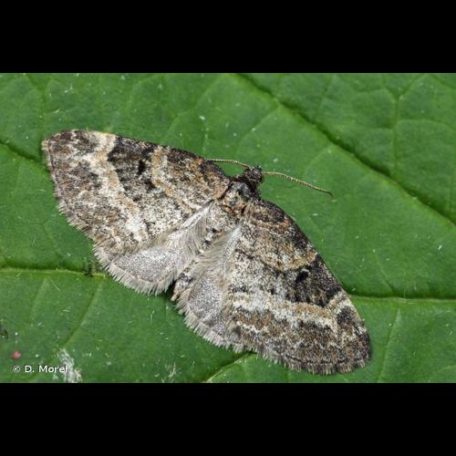 <i>Pterapherapteryx sexalata</i> (Retzius, 1783) &copy; D. Morel