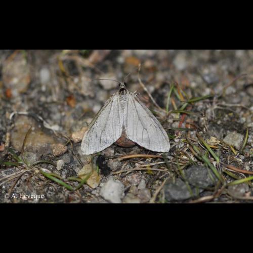 <i>Trichopteryx carpinata</i> (Borkhausen, 1794) &copy; A. Lévêque