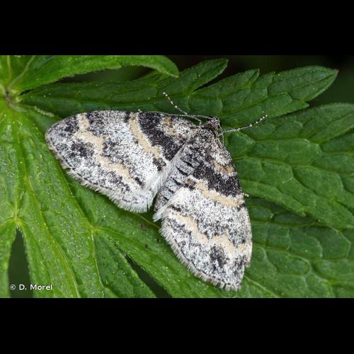 <i>Lobophora halterata</i> (Hufnagel, 1767) &copy; D. Morel