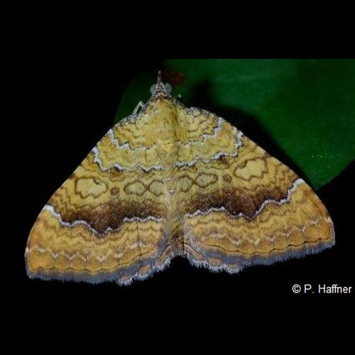 <i>Camptogramma bilineata</i> (Linnaeus, 1758) © P. Haffner