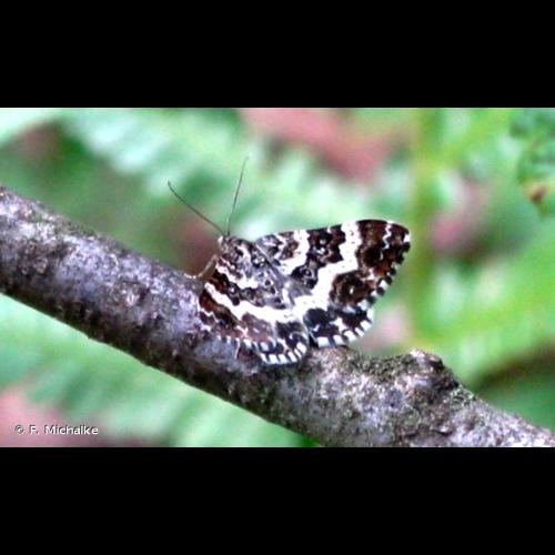 <i>Epirrhoe tristata</i> (Linnaeus, 1758) &copy; F. Michalke