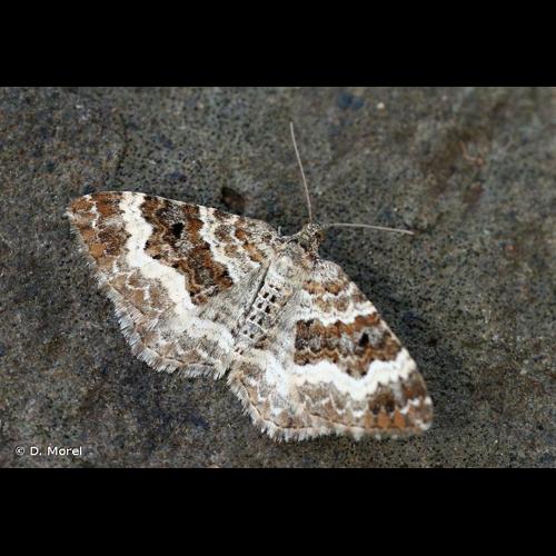 <i>Epirrhoe alternata</i> (O.F. Müller, 1764) © D. Morel