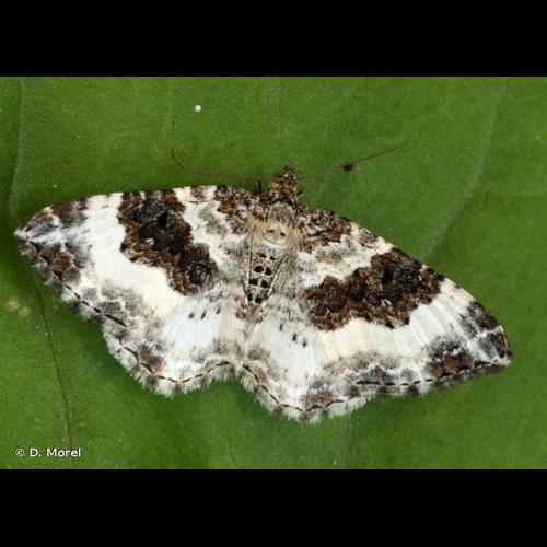 <i>Epirrhoe rivata</i> (Hübner, 1813) &copy; D. Morel