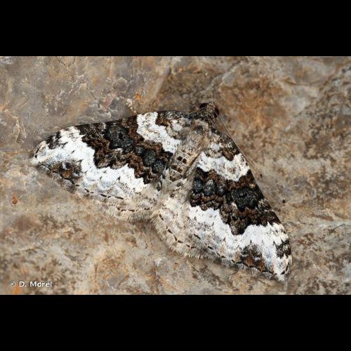 <i>Epirrhoe galiata</i> (Denis & Schiffermüller, 1775) © D. Morel