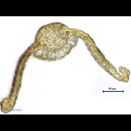 <i>Tortula atrovirens</i> (Sm.) Lindb., 1864 © H. TINGUY