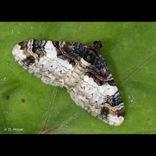 <i>Catarhoe cuculata</i> (Hufnagel, 1767) &copy; D. Morel