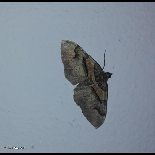 <i>Catarhoe rubidata</i> (Denis & Schiffermüller, 1775) &copy; L. Poncet