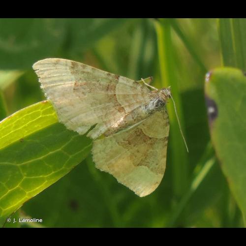 <i>Xanthorhoe decoloraria</i> (Esper, 1806) © J. Lamoline