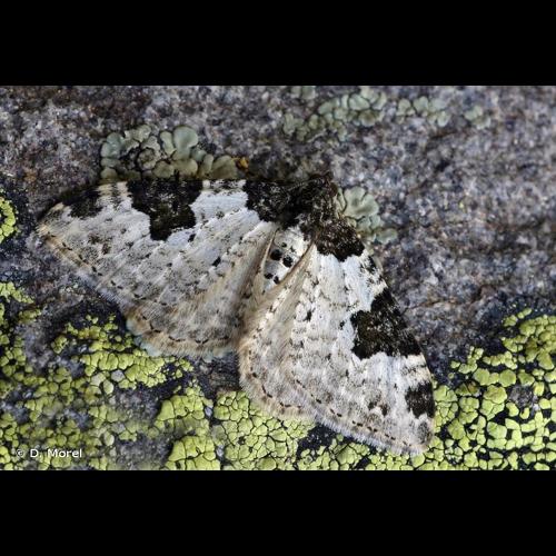<i>Xanthorhoe fluctuata</i> (Linnaeus, 1758) © D. Morel
