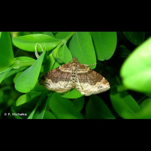 <i>Xanthorhoe spadicearia</i> (Denis & Schiffermüller, 1775) © F. Michalke