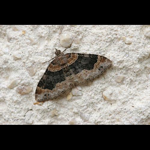 <i>Xanthorhoe ferrugata</i> (Clerck, 1759) © P. Chatard