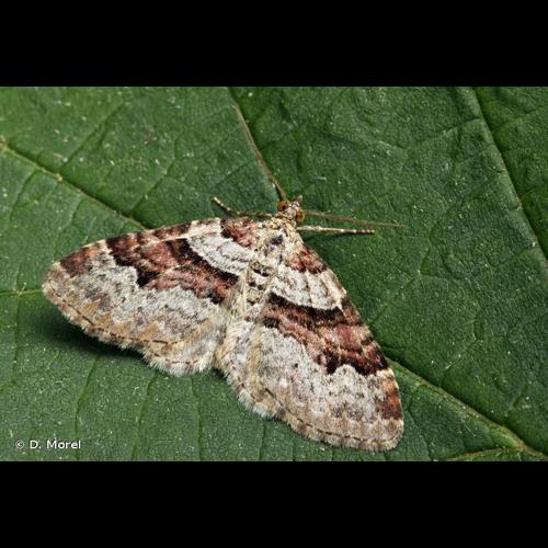 <i>Xanthorhoe designata</i> (Hufnagel, 1767) © D. Morel