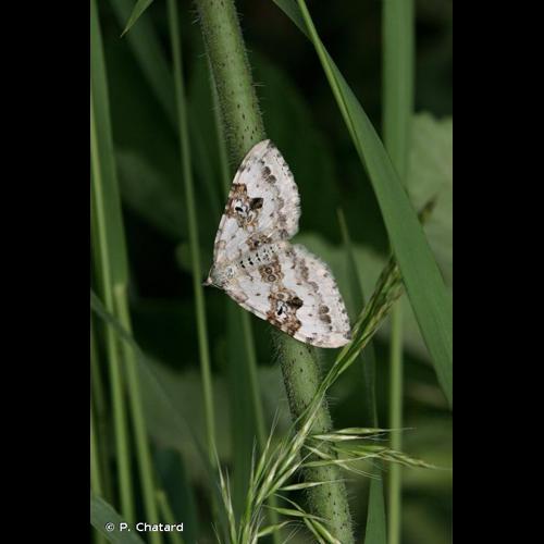 <i>Xanthorhoe montanata</i> (Denis & Schiffermüller, 1775) &copy; P. Chatard