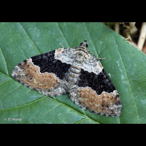 <i>Xanthorhoe quadrifasiata</i> (Clerck, 1759) &copy; D. Morel