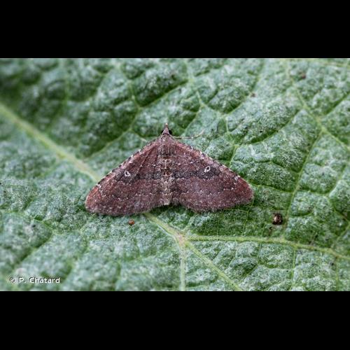 <i>Nycterosea obstipata</i> (Fabricius, 1794) © P. Chatard