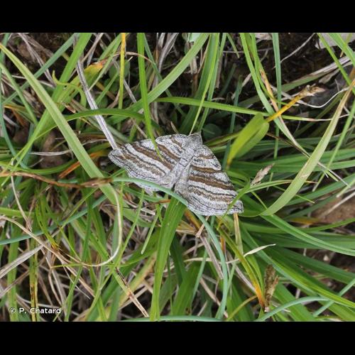 <i>Scotopteryx coarctaria</i> (Denis & Schiffermüller, 1775) &copy; P. Chatard