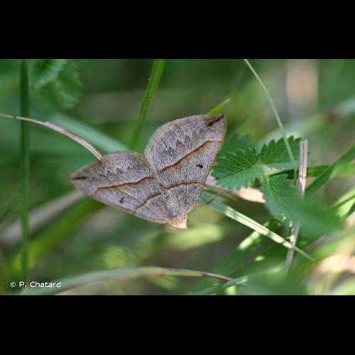 <i>Scotopteryx mucronata</i> (Scopoli, 1763) &copy; P. Chatard