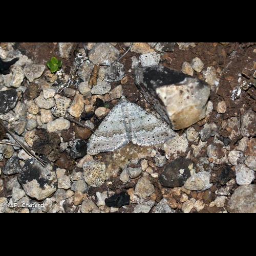 <i>Scotopteryx bipunctaria</i> (Denis & Schiffermüller, 1775) &copy; P. Chatard
