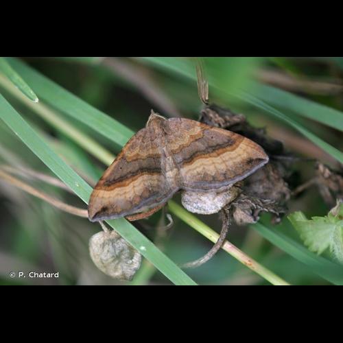 <i>Scotopteryx chenopodiata</i> (Linnaeus, 1758) © P. Chatard
