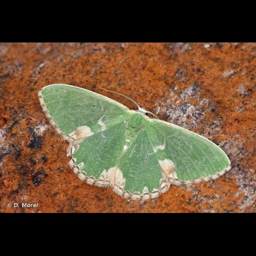 <i>Comibaena bajularia</i> (Denis & Schiffermüller, 1775) © D. Morel