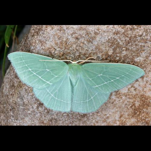 <i>Hemistola chrysoprasaria</i> (Esper, 1795) © D. Morel