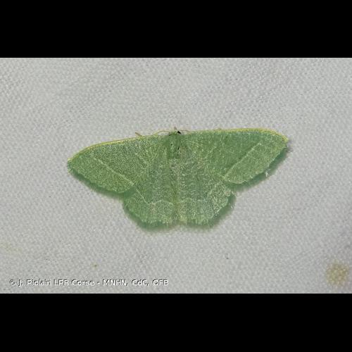 <i>Phaiogramma etruscaria</i> (Zeller, 1849) © J. Piolain LPR Corse - MNHN, CdC, OFB