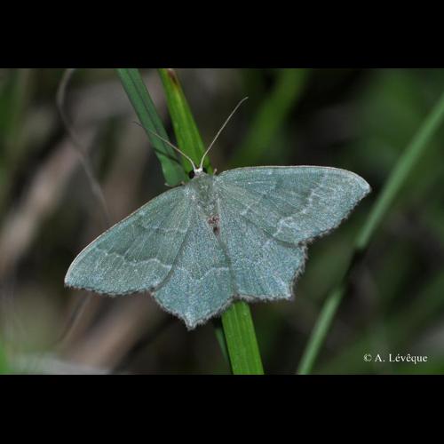 <i>Hemithea aestivaria</i> (Hübner, 1789) &copy; A. Lévêque
