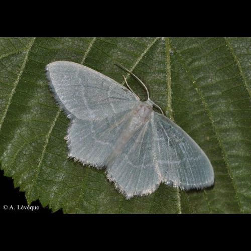 <i>Jodis lactearia</i> (Linnaeus, 1758) © A. Lévêque