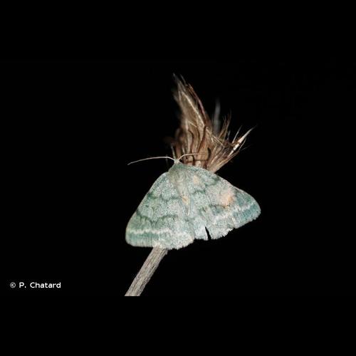 <i>Pseudoterpna pruinata</i> (Hufnagel, 1767) &copy; P. Chatard