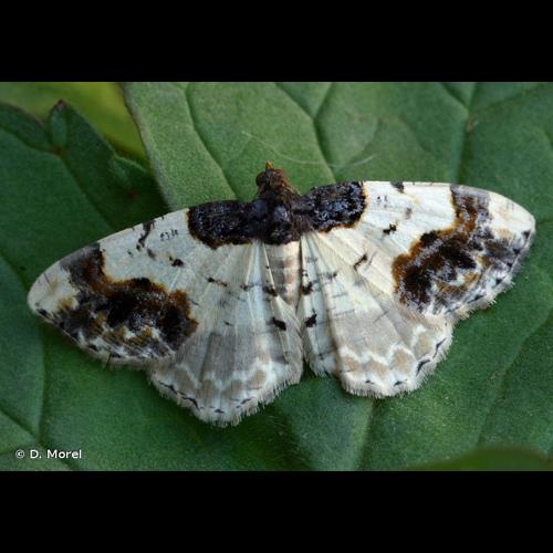 <i>Ligdia adustata</i> (Denis & Schiffermüller, 1775) © D. Morel