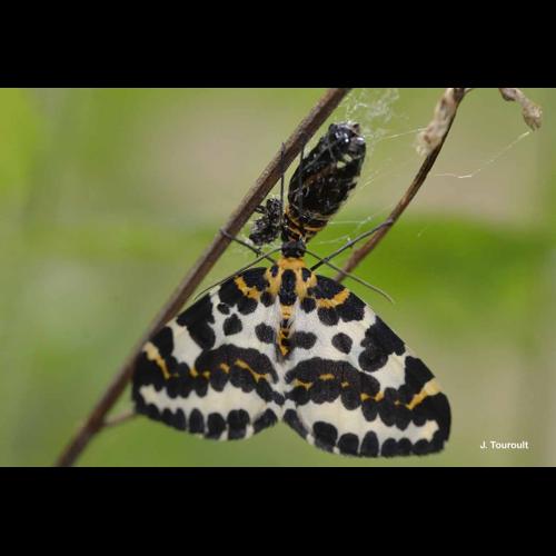 <i>Abraxas grossulariata</i> (Linnaeus, 1758) © J. Touroult